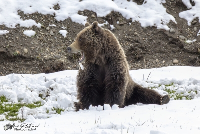 Grizzly Quill G288 YNP May 2025